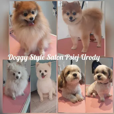 DOGGY STYLE Salon psiej urody